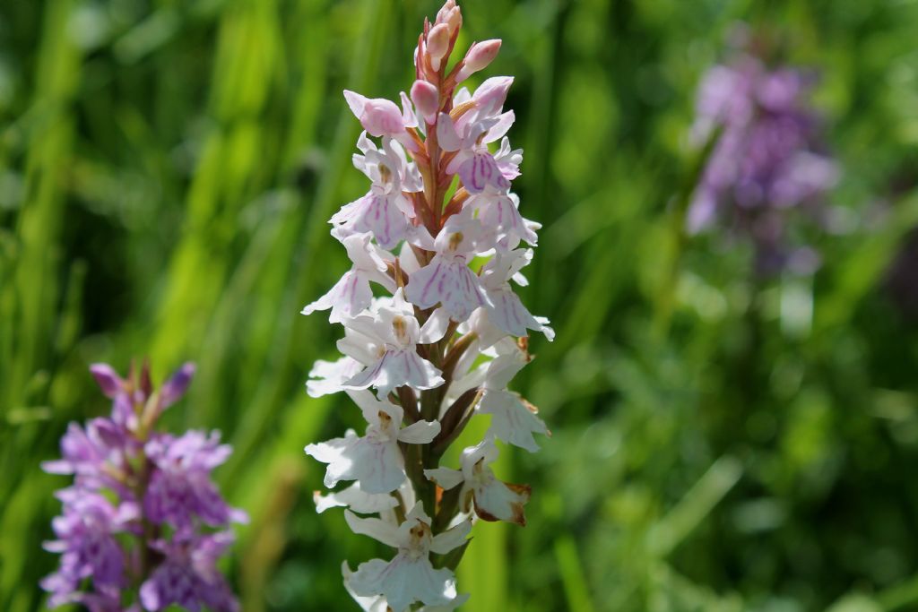 Dactylorhiza in forma alba?